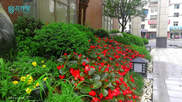 羡慕！耒阳花伴里，花园洋房旁的全龄教育配套